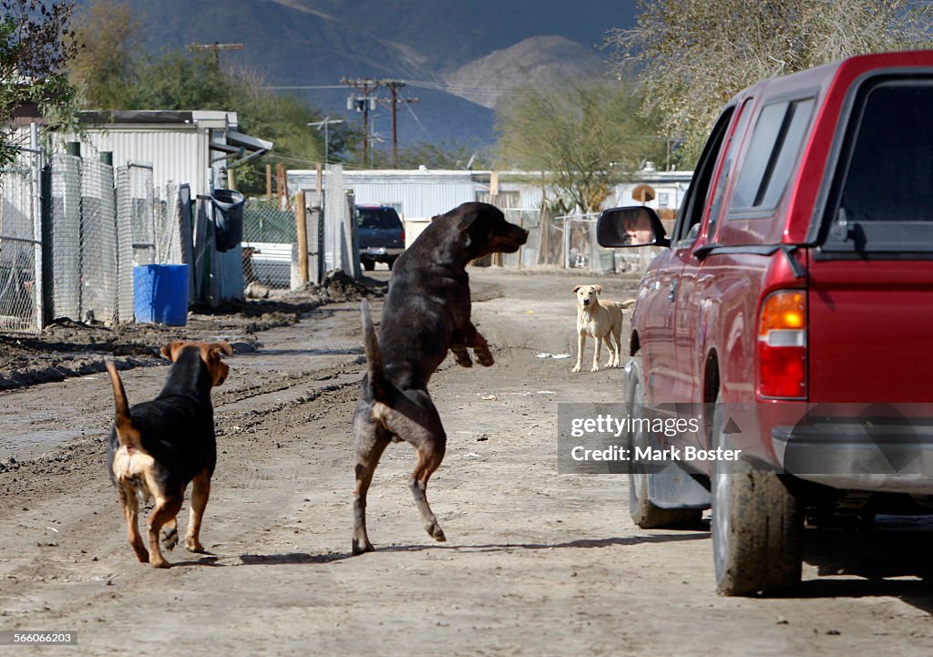 A pair of wild, angry barking dogs chase the cars through the Duroville trailer park in Thermal loo