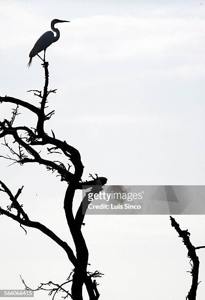 An egret surveys Clay Bottom Pond from its perch high above the Smith Oaks Bird Sanctuary in High Island, Tex. Smith Oaks consists of 143 acres of...