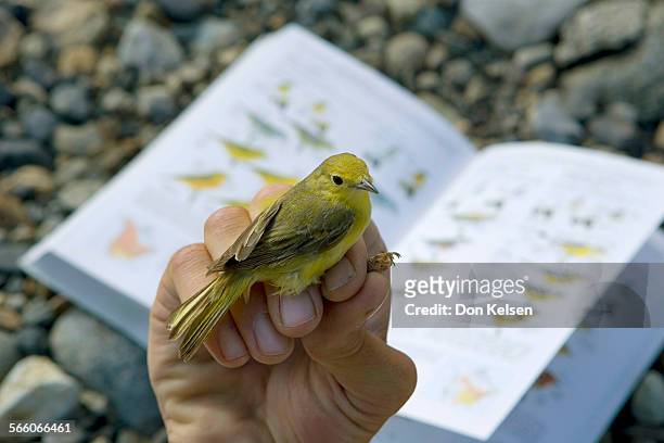 Yellow Warbler, held by PRBO Conservation Science biologist Chris McCreedy, with a Sibley bird guide in the background. The densest population of...