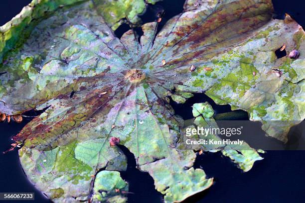 One of a hand full of lotus leaves battered and torn lays on the surface of the lake. The famous lotus beds in Echo Park lake, Thursday, June 26 look...