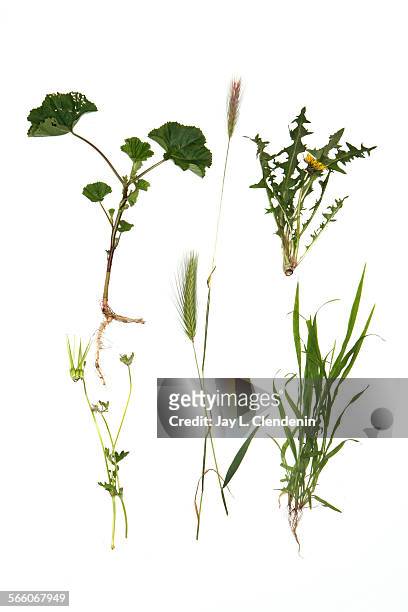 Variety of weeds are photographed in the Los Angeles Times via Getty Images studio, March 8, 2010 clockwise from top left: mallow, with its round...