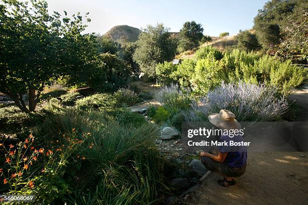 Russian sage, matilija poppy, coyoye bush, columbine, coast live oak, mexican primrose and western redbud are among the plants in Sarah Sarkissian's...