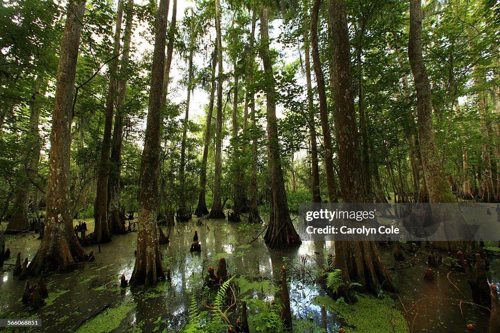 BARATARIA PERSERVE, LOUISIANAJUNE 9, 2010The Bald Cypress Swamp of Barataria Perserve. The Bara