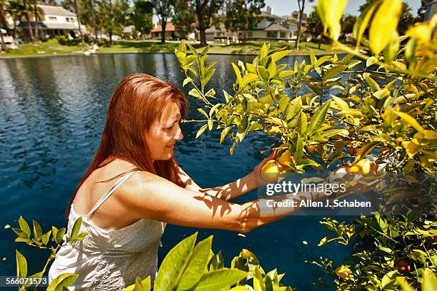 Marlene BaroliTurati, of Lake Forest, who was laid off her marketing job in August 2008 at Boeing after 20 years, gathers lemons and basil from her...