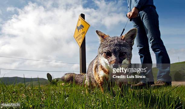 Tachi, a Catalina Island fox raised in captivity, goes for a walk near a sign that warns motorists to watch for Tachi's wild cousins who frequently...