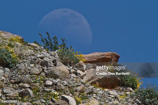 First quarter moon rises behind the rocky eastern wall of Coyote Canyon in the Anza-Borrego Desert State Park that's abloom with yellow bouquets of...