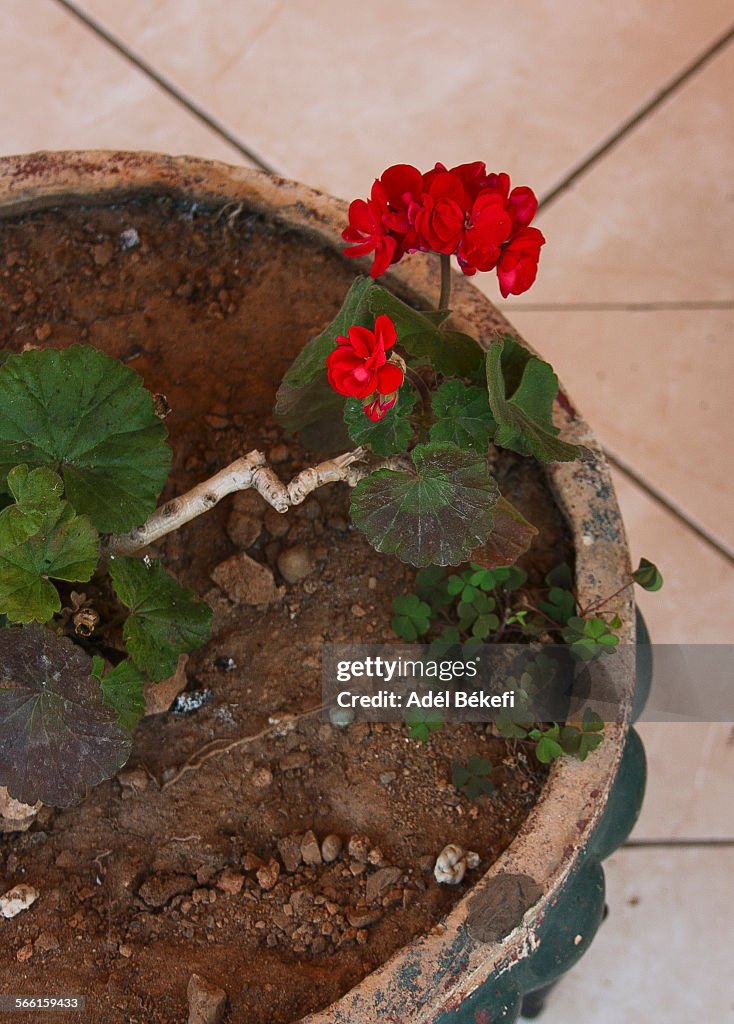 Geranium