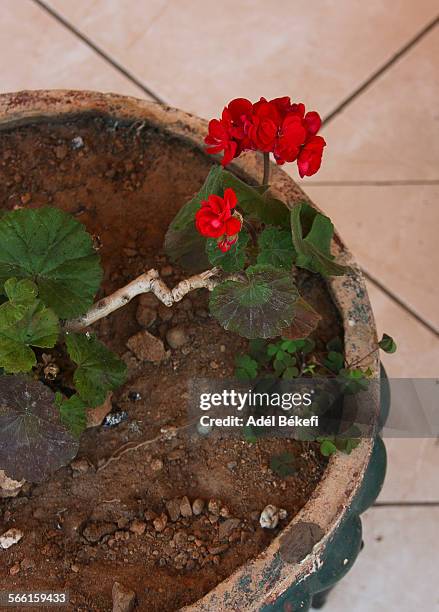 geranium - peppermint geranium stock pictures, royalty-free photos & images