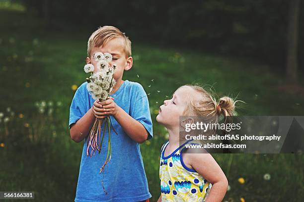 brother and sister blow dandelions - frühling pollen stock-fotos und bilder