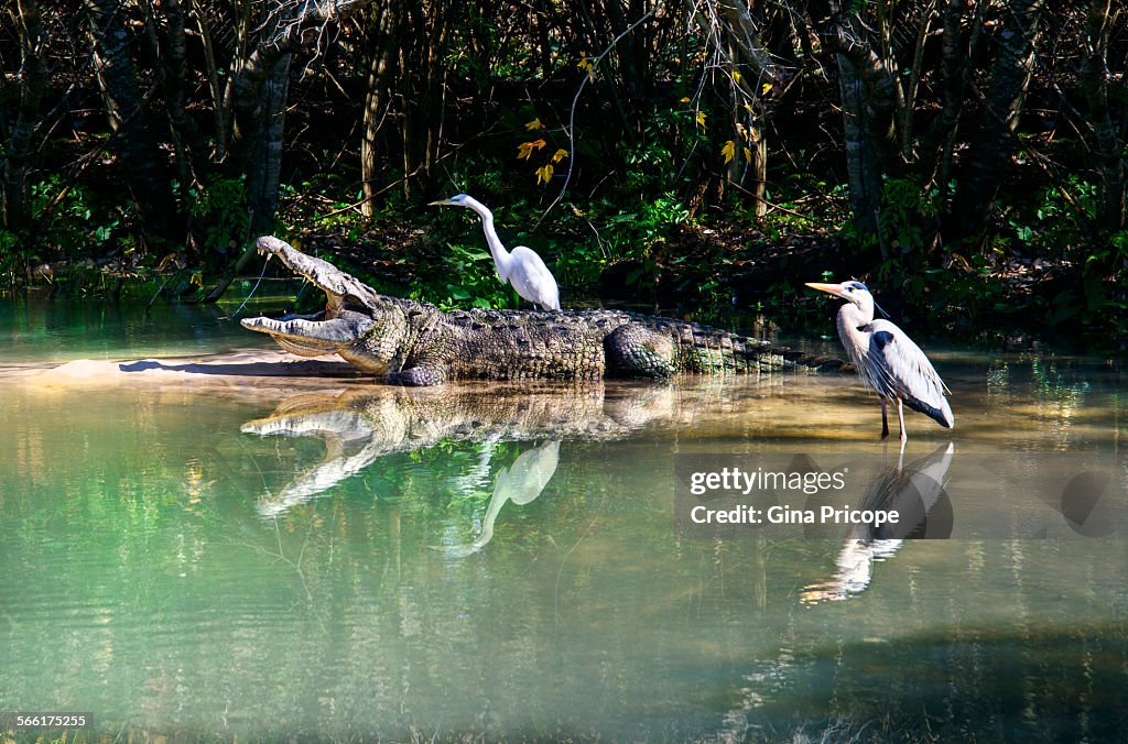 Alligator and birds in symbiotic relationship