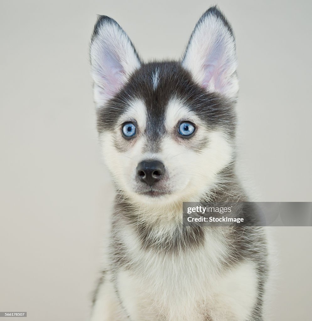 Pomsky Puppy