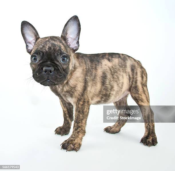 french bulldog puppy - big ears stock pictures, royalty-free photos & images
