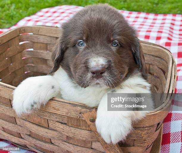 picnic puppy - newfoundlandshund bildbanksfoton och bilder