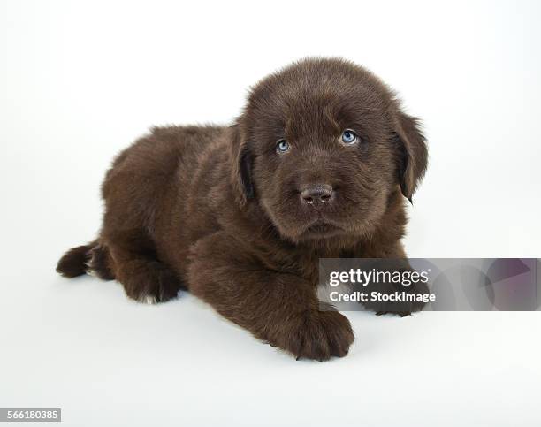 newfoundland puppy - newfoundland dog 個照片及圖片檔