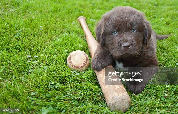 play ball - newfoundland dog stock pictures, royalty-free photos & images