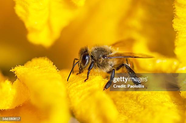 macro close up of bee on yellow flower - apis stock-fotos und bilder