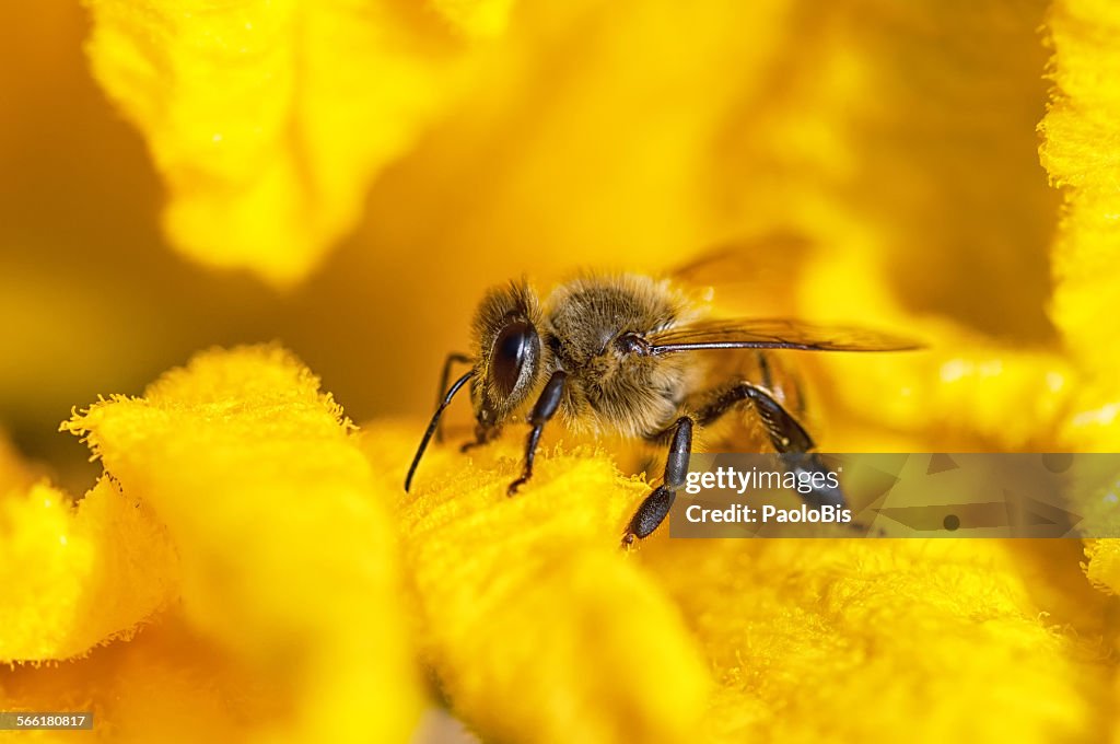 Macro close up of bee on yellow flower