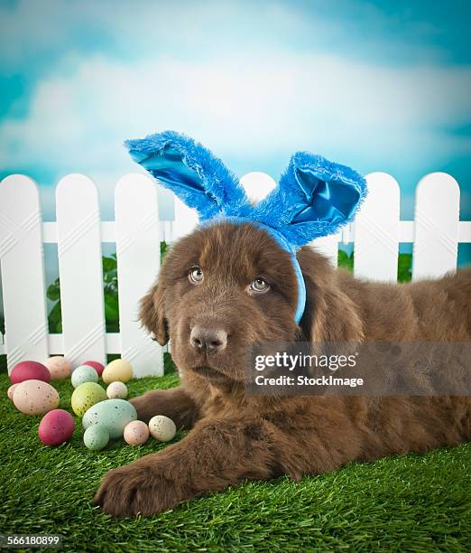 Easter puppy