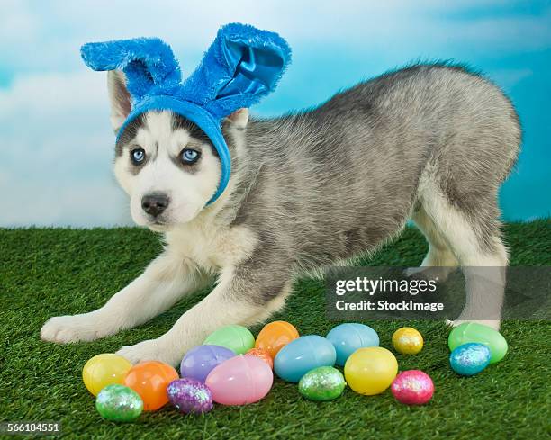 i am easter bunny - dog easter stock pictures, royalty-free photos & images