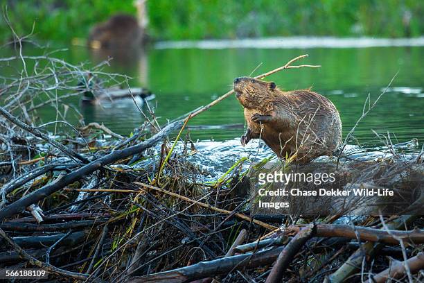 busy beaver - kanadischer biber stock-fotos und bilder