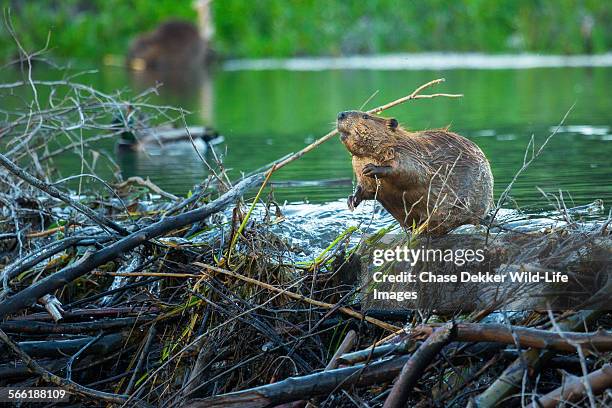 busy beaver - castor canadensis stockfoto's en -beelden