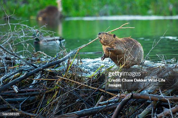 busy beaver - beaver stockfoto's en -beelden