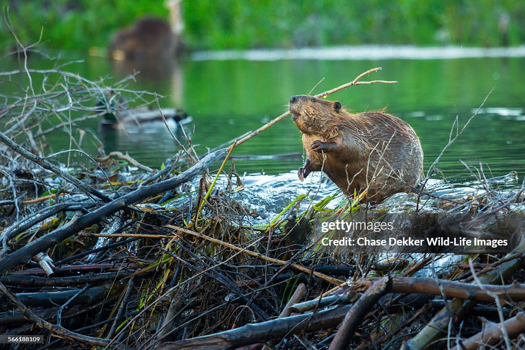 Busy Beaver HighRes Stock Photo Getty Images