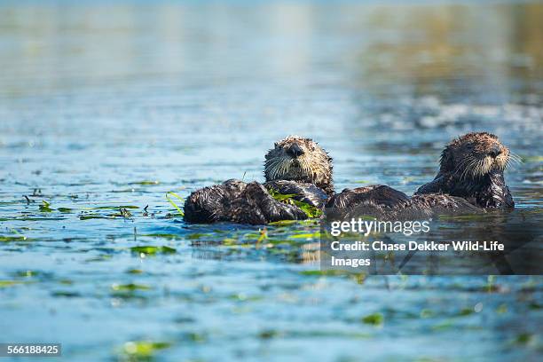 otter pals - sea otter (enhydra lutris) stock pictures, royalty-free photos & images