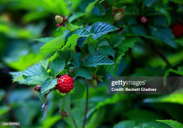 Wild Raspberry Shrub Image 71 Wild Raspberry Plant Stock Photos, High-Res Pictures, and Images ...