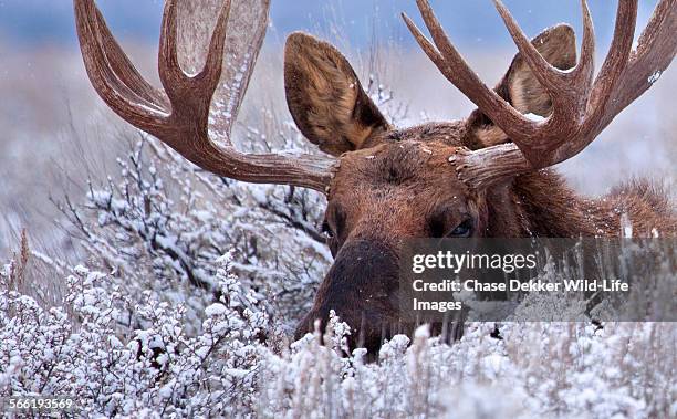 the hidden moose - alce macho - fotografias e filmes do acervo