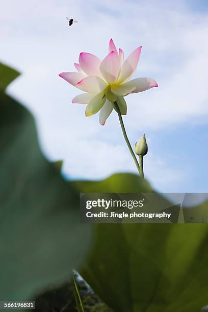 Pure Lotus High-Res Stock Photo
