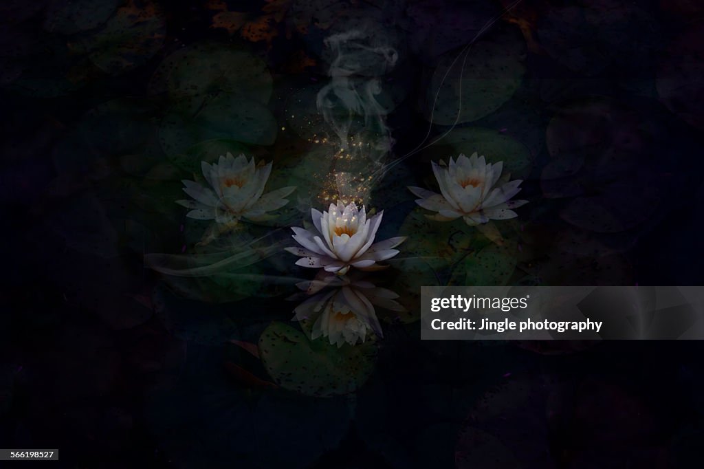 Dark lotus