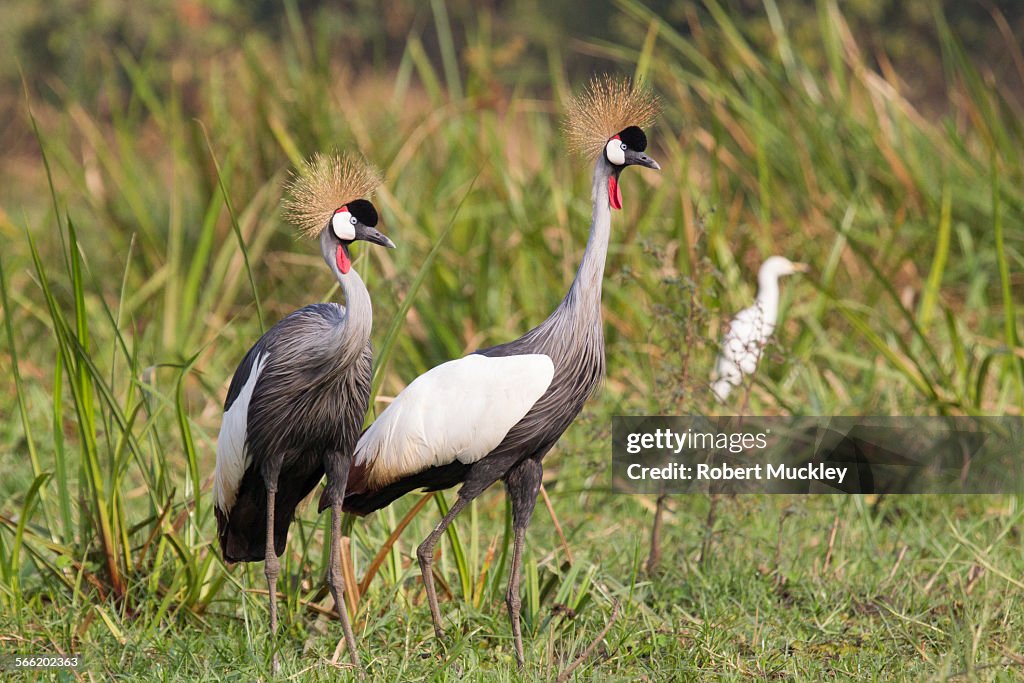 Grey-crowned cranes