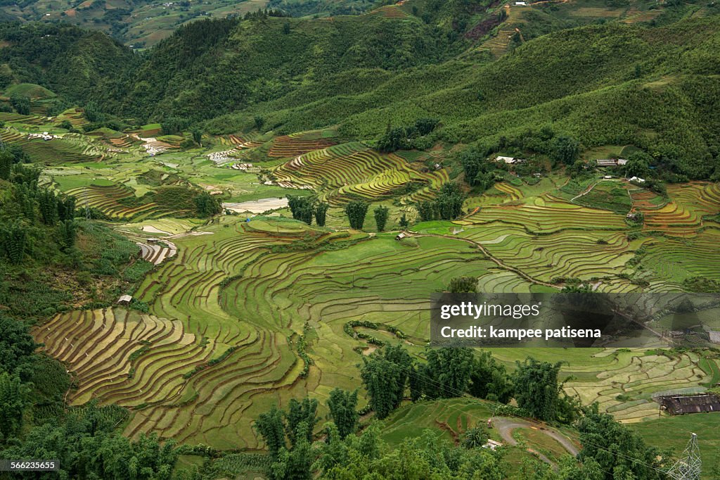 Sapa rice field, Vietnam