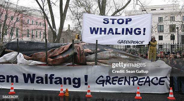Greenpeace activist holds a sign that reads: "Stop Whaling!" on a truck bed with a dead fin whale January 19, 2006 in front of the Japanese embassy...
