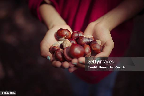 horse chestnuts - horse chestnut photos et images de collection