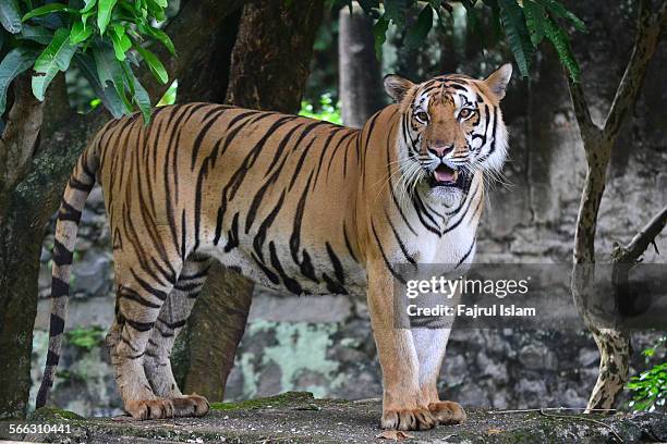 1,593 Java Tiger Stock Photos, High-Res Pictures, and Images - Getty Images