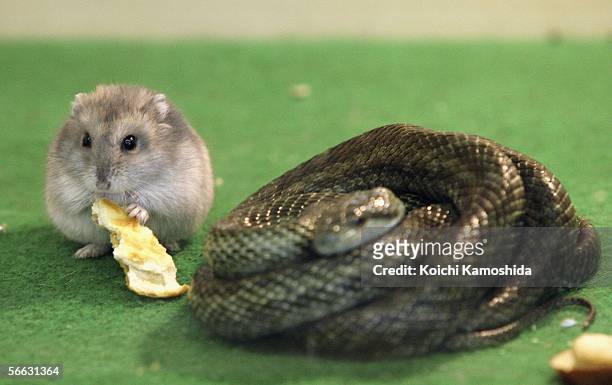 Gohan the hamster and Aochan the rat snake inside their cage at Tokyo Mutsugoro Animal Kingdom on January 20, 2006 in Tokyo, Japan. Gohan, meaning...