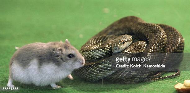 Gohan the hamster and Aochan the rat snake inside their cage at Tokyo Mutsugoro Animal Kingdom on January 20, 2006 in Tokyo, Japan. Gohan, meaning...
