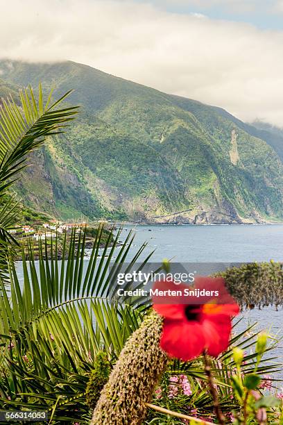 palm leafs and red hibiscus - ponta delgada azores portugal stock pictures, royalty-free photos & images