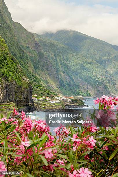 north shore coast and pink flowers - ponta delgada azores portugal stock-fotos und bilder