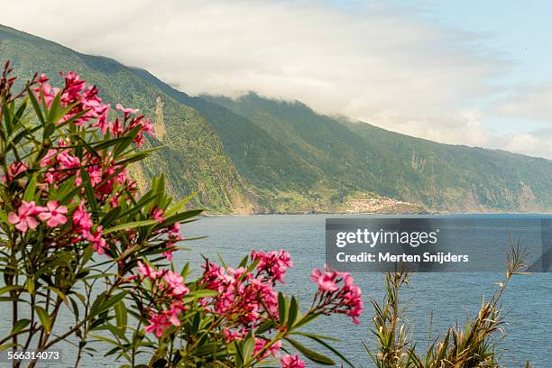 north shore coast and pink flowers - madeira flowers stock-fotos und bilder