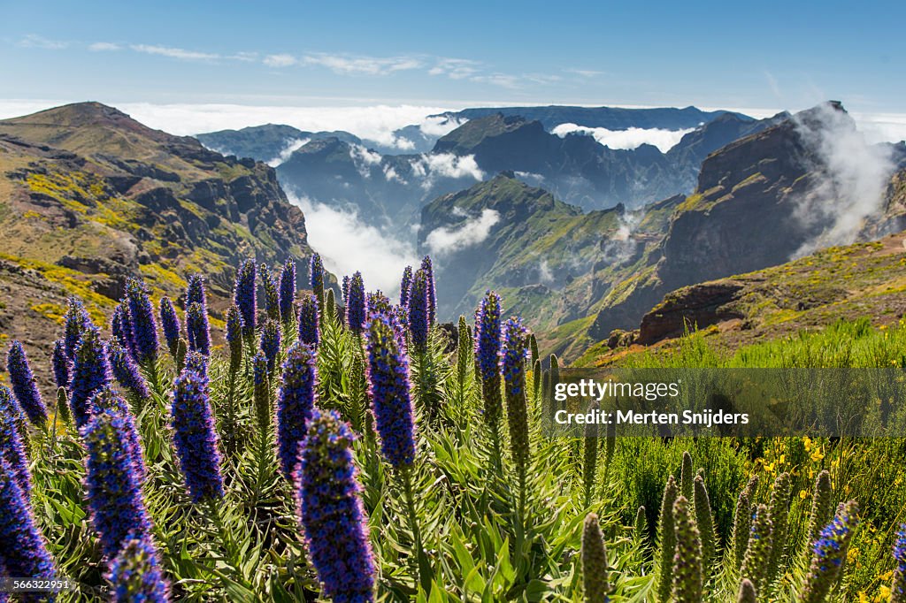 Pride of Madeira at Pico de Arieiro