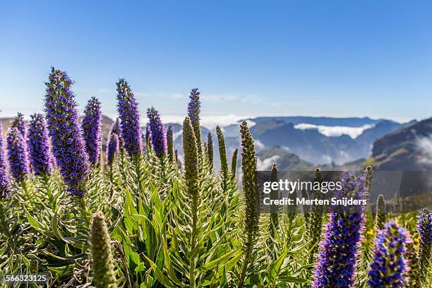 pride of madeira at pico de arieiro - pico do arieiro fotografías e imágenes de stock
