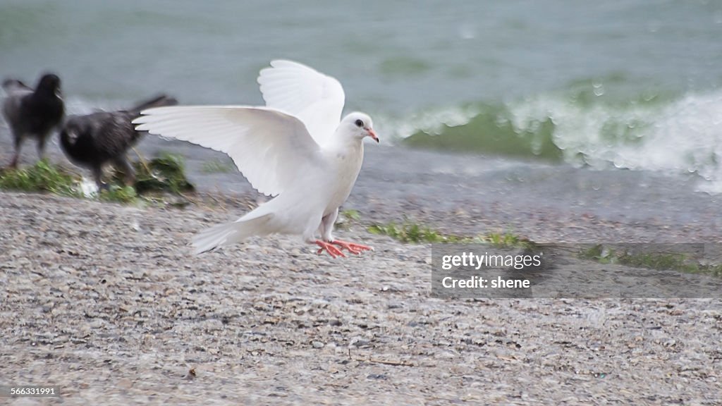 White dove will land on shortly.