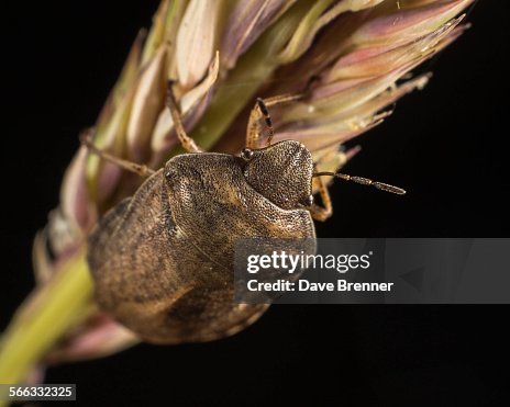 Shield bug on grass seed Shield bug on grass seed