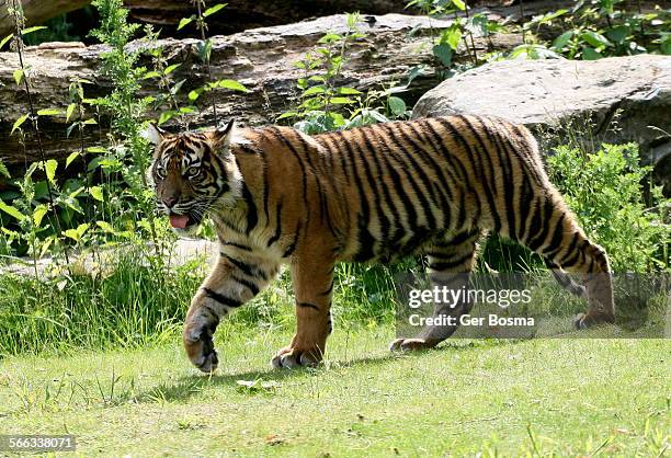 sumatran tigress youngster exploring - prowling stock pictures, royalty-free photos & images