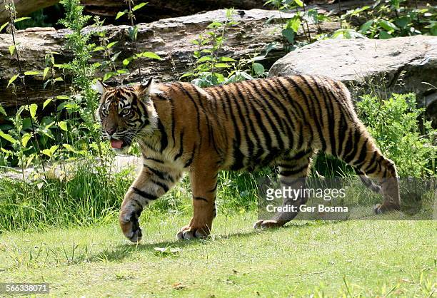 sumatran tigress youngster exploring - prowling imagens e fotografias de stock