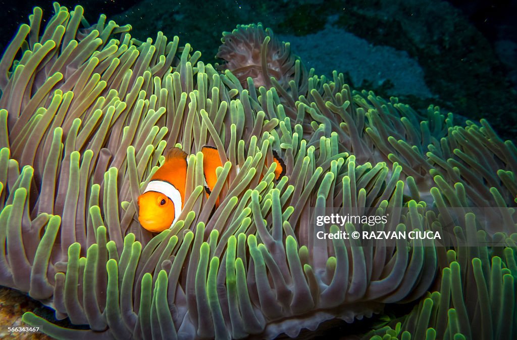 Clown Fish
