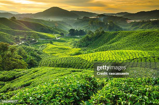 malaysia, pahang, cameron highlands, brinchang, te - malasia ストックフォトと画像